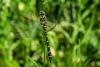325561 – Photo : Bernard Saquet – France (12)