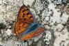 325748 – Photo : Bernard Saquet – France (12)
