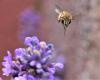 325734 – Photo : Philippe Foreix – France (35)