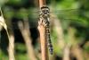 325662 – Photo : Nelly FEINTE – France (60)