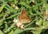 325766 – Photo : Philippe Fourtier – France (38)