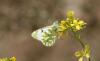 325797 – Photo : Philippe Fourtier – France (38)