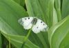 325631 – Photo : Philippe Fourtier – France (38)