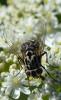 325524 – Photo : Christian Berquer – France (50)