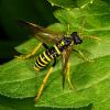 325445 – Photo : Cédric Mondy – France (78)