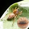 325747 – Photo : Cédric Mondy – France (78)