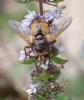 325600 – Photo : Catherine Reymonet-Smitten – France (19)