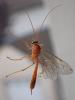 325342 – Photo : Catherine Reymonet-Smitten – France (19)