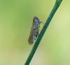 325396 – Photo : Caroline Leplat – France (78)