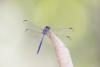 325795 – Photo : vincent thary – Costa Rica