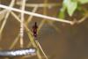 325895 – Photo : vincent thary – Costa Rica