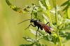 325820 – Photo : Bernard Mallet – France (38)
