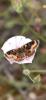 325530 – Photo : Honorine ROCHE – France (04)