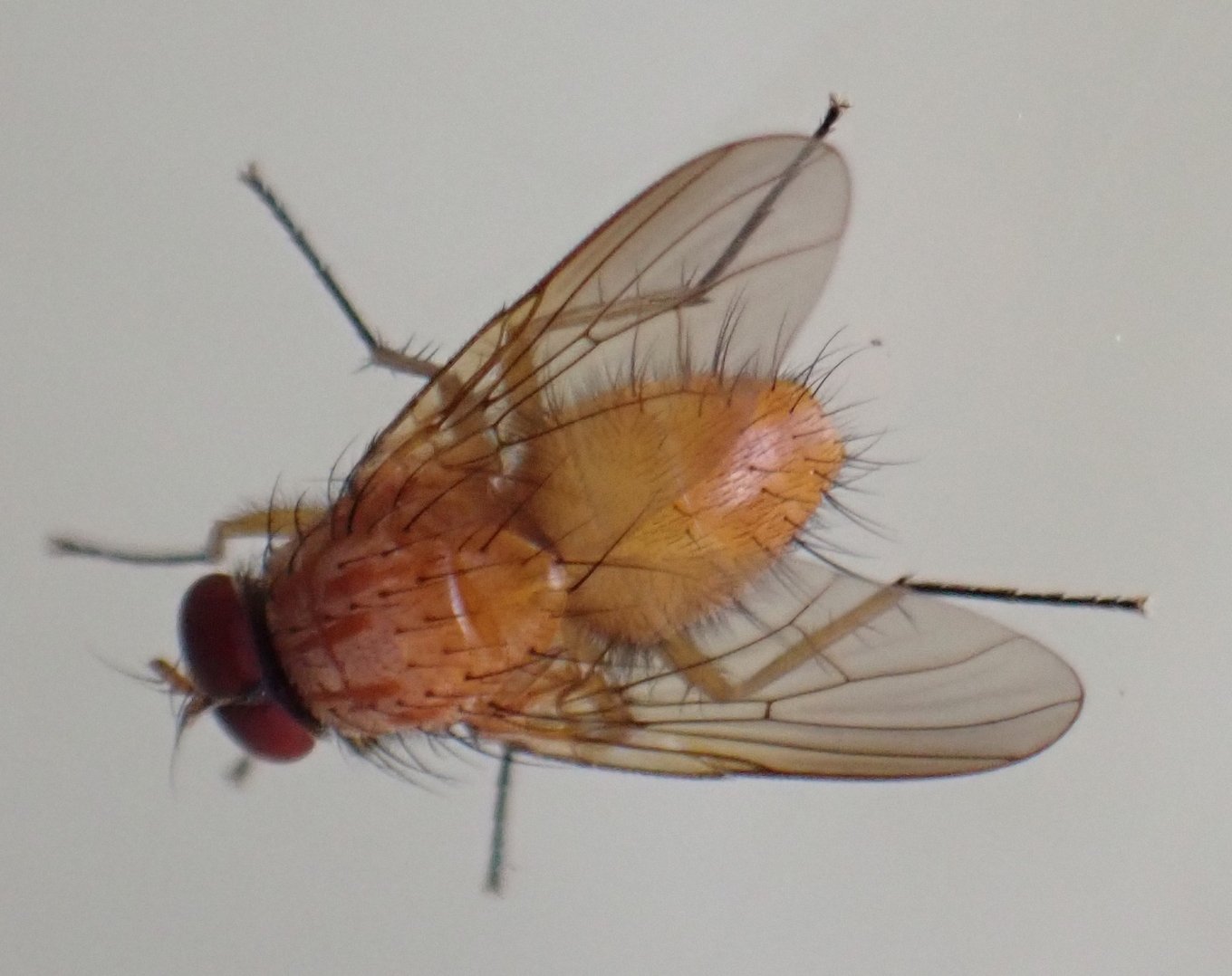 Catherine Reymonet-Smitten - Phaonia pallida - réf. 325726 (1360 x 1078 pixels, 150 ko)