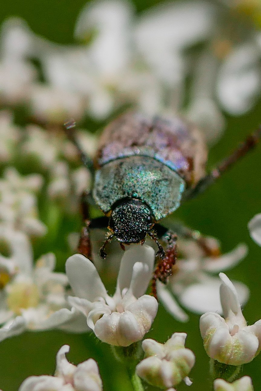 BourrinOman - Hoplia (Hoplia) argentea - réf. 325322 (863 x 1293 pixels, 184 ko)