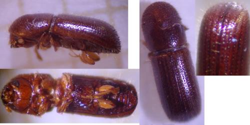 Xyleborus dryographus