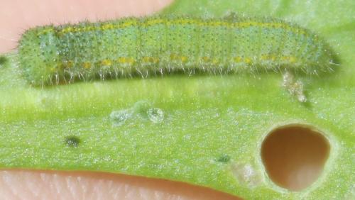 Pieris sp.