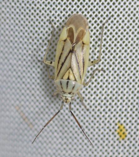 Brachycoleus lineellus