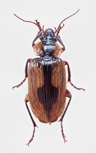 Hexachaetus brunki