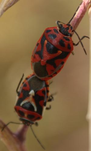 Réf. 326 872 : Eurydema ornata