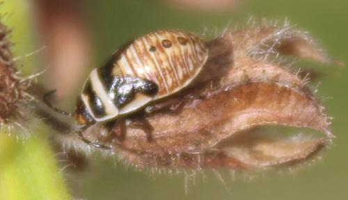 Réf. 326 340 : Platyplax sp.