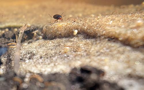 Réf. 326 944 : Hydroporus erythrocephalus