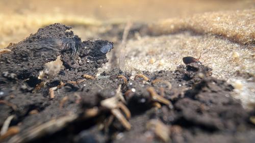 Hydroporus erythrocephalus