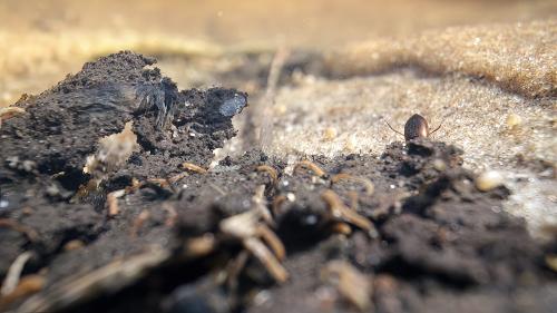 Hydroporus erythrocephalus