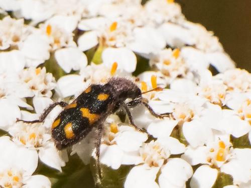 Réf. 326 905 : Trichodes flavocinctus
