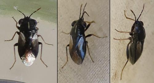 Réf. 326 808 : Geocoris lineola