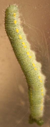 Pieris sp.