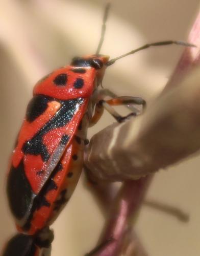 Réf. 326 873 : Eurydema ornata