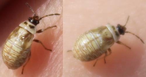 Réf. 326 341 : Platyplax sp.