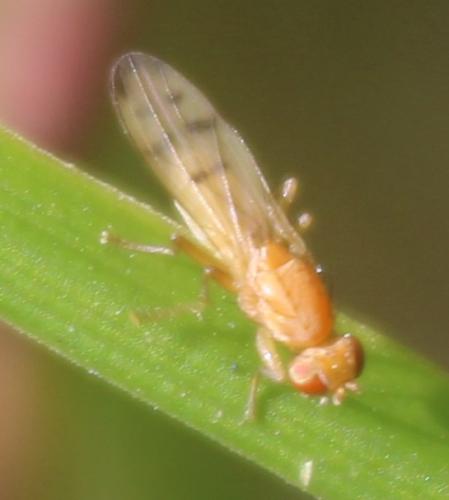 Opomyza florum