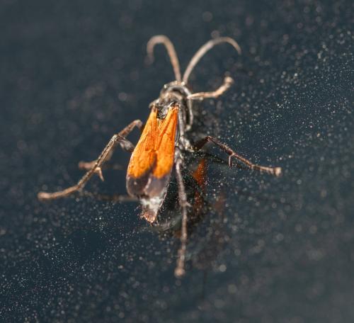 Cryptocheilus terminatus terminatus