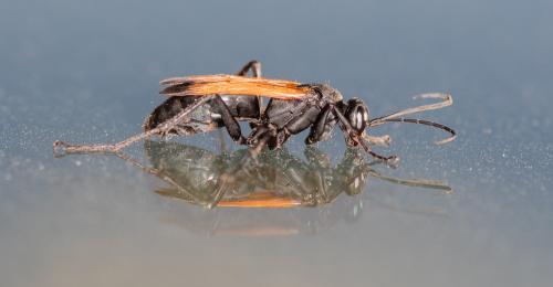 Cryptocheilus terminatus terminatus