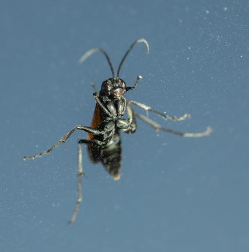 Cryptocheilus terminatus terminatus