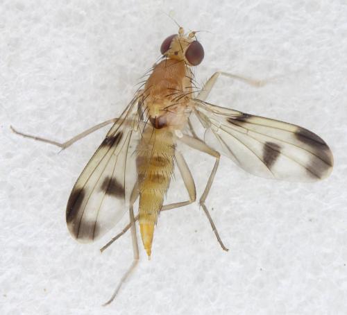 Réf. 326 377 : Clusia tigrina