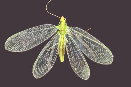 Réf. 326 700 : Chrysoperla sp.