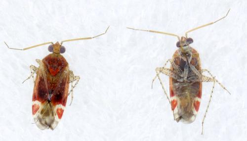 Psallus sp.