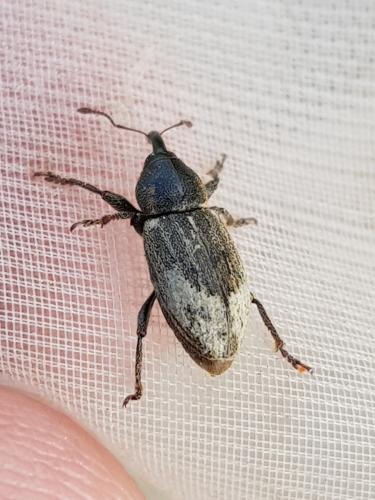 Réf. 326 515 : Tournotaris bimaculata