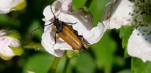 Réf. 326 475 : Stictoleptura sp.