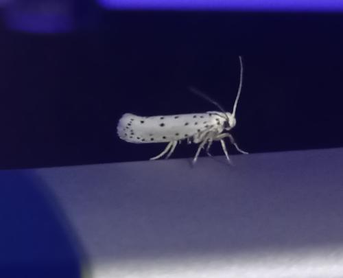 Yponomeuta sp.
