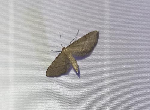 Réf. 326 130 : Idaea infirmaria