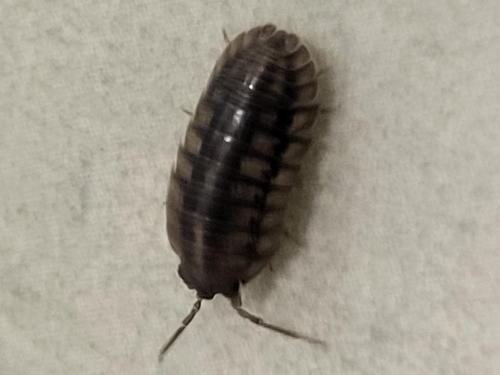 Réf. 326 378 : Armadillidium nasatum