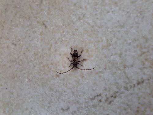 Réf. 326 896 : Pogonocherus sp.