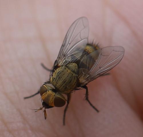 Drino gilva