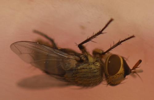 Drino gilva