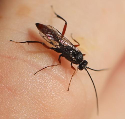 Réf. 326 688 : Cryptinae inconnu