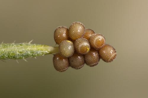Réf. 326 609 : Carpocoris sp.